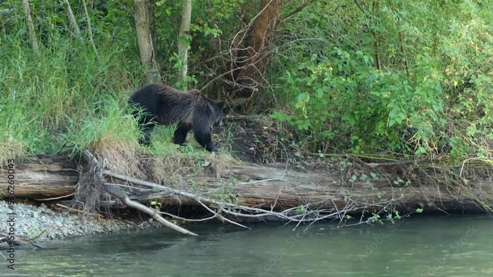 Grizzly bear looks at fish in river from nurse log on riverbank shore Grizzly bear looks at fish in river from nurse log on riverbank shore