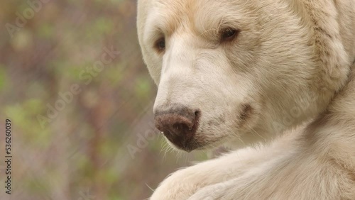 Extreme Close-up: White Kermode Spirit Bear licks her snout and naps photo