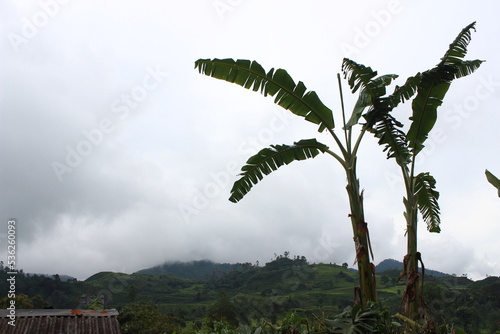 Fototapeta Naklejka Na Ścianę i Meble -  Banana Trees around the Mountains