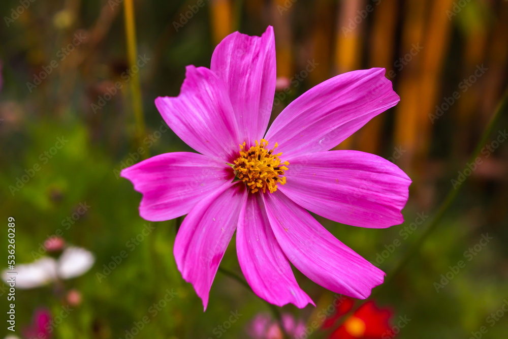 Garden Cosmos (Cosmos bipinnatus). Close-Up of a Magenta Flower