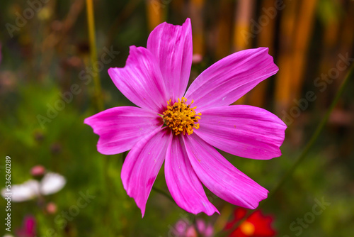 Garden Cosmos  Cosmos bipinnatus . Close-Up of a Magenta Flower