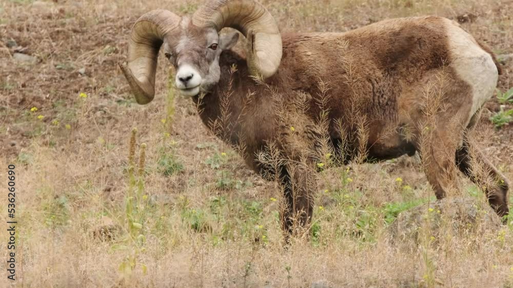 Fuzzy male Big Horn Sheep grazing, eats grass in mountainside meadow Fuzzy male Big Horn Sheep grazing, eats grass in mountainside meadow