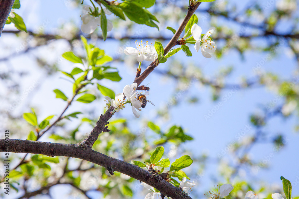 Honeybee on white flower of apple tree collecting pollen and nectar to make sweet honey with medicinal benefits.. Honeybee on white flower of apple tree collecting pollen and nectar to make sweet honey with medicinal benefits..