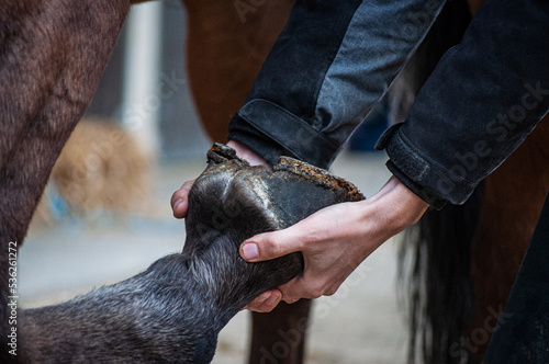 the equine masseur massages and handles horses in order to relieve muscle pain or joint problems