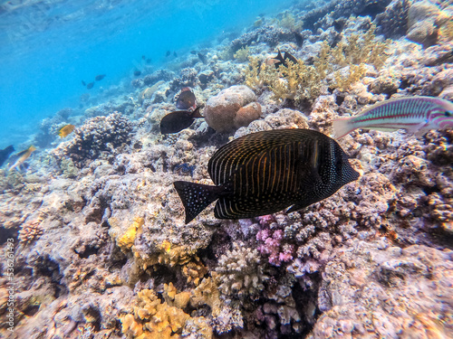 Red Sea sailfin tang or Desjardin's sailfin tang at coral reef.. photo