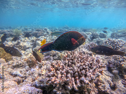 Close up view of Hipposcarus longiceps or Longnose Parrotfish (Hipposcarus Harid) at coral reef.. photo