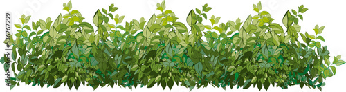 Realistic garden shrub, seasonal bush, boxwood, tree crown bush foliage.Ornamental green plant in the form of a hedge.For decorate of a park, a garden or a green fence.