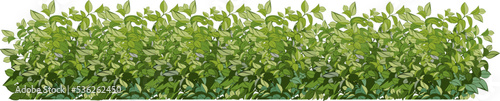 Realistic garden shrub, seasonal bush, boxwood, tree crown bush foliage.Ornamental green plant in the form of a hedge.For decorate of a park, a garden or a green fence.