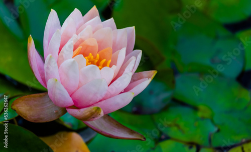 water lily lotus