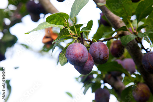 Plum tree branch with ripe juicy fruits on sunset light..