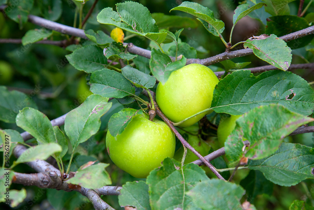 Shiny delicious green apples on a branch ready to be harvested in an apple orchard.. Shiny delicious green apples on a branch ready to be harvested in an apple orchard..
