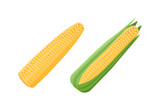 Corn cob realistic vector illustration. 
3d corn. Detailed maize. Isolated on white background