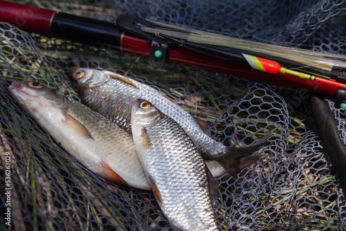 Bilde på lerret Several fish of common roach (Rutilus Rutilus) with float rod on black fishing net
