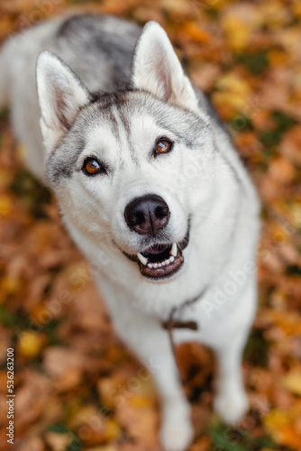 Portrait of a siberian husky looking at the camera