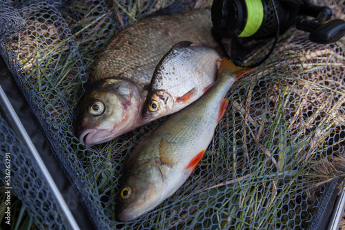 Assort kinds of fish - freshwater common bream, common perch or European perch, white bream or silver bream and fishing rod with reel on black fishing net..