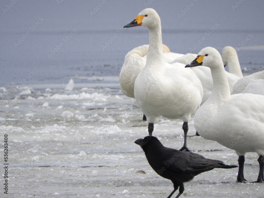 Obraz premium 白鳥