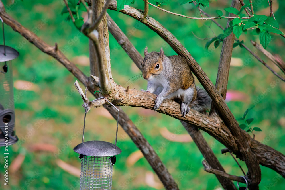 Fototapeta premium funny squirrel sits on a tree near the feeder
