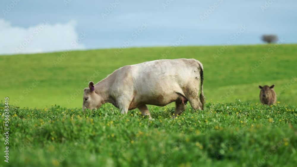 Organic regenerative grass fed cows. Cattle grazing on pasture in a field on a ranch. Stud cow eating grass on a sustainable agriculture farm. Angus and Wagyu heifers in spring
Organic regenerative grass fed cows. Cattle grazing on pasture in a field on a ranch. Stud cow eating grass on a sustainable agriculture farm. Angus and Wagyu heifers in spring
