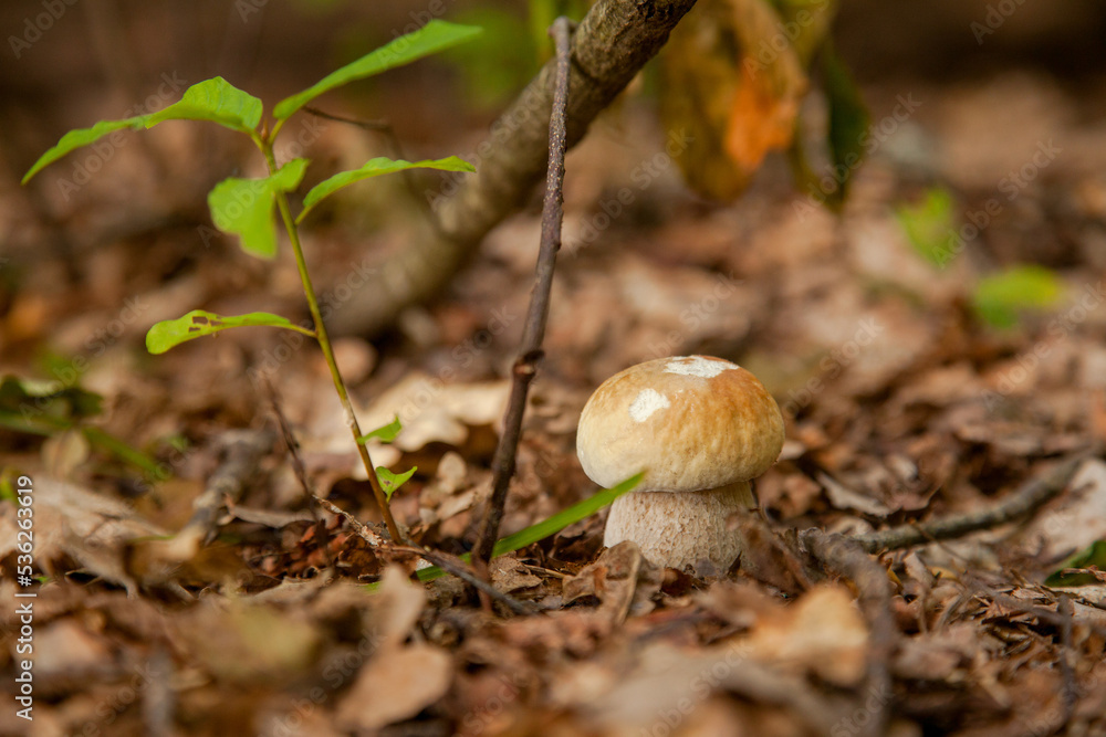 Single Boletus mushroom in the wild. Porcini mushroom grows on the forest floor at autumn season.. Single Boletus mushroom in the wild. Porcini mushroom grows on the forest floor at autumn season..