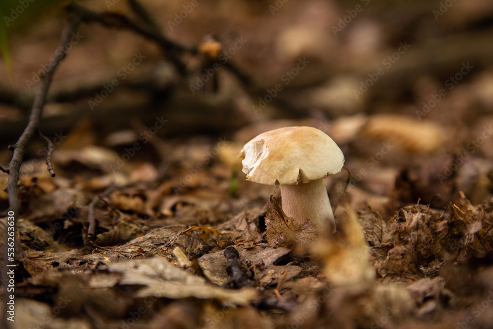 Single Boletus mushroom in the wild. Porcini mushroom grows on the forest floor at autumn season.. Single Boletus mushroom in the wild. Porcini mushroom grows on the forest floor at autumn season..
