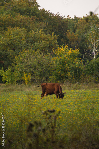 Cow graze on a field in the forest © BattleGhost