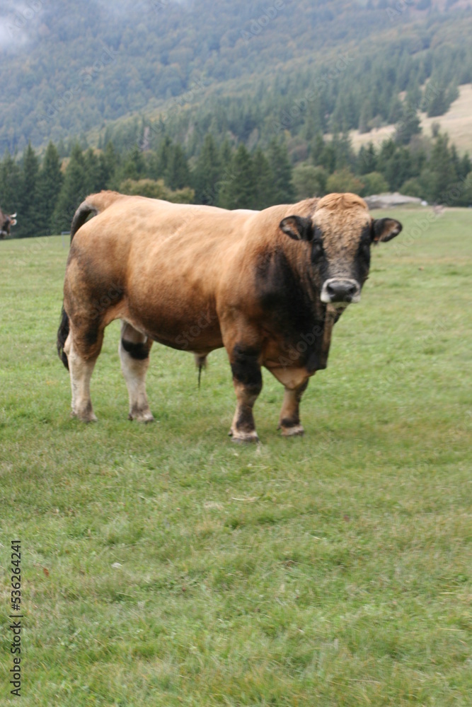 Taureau de race Brune sur les chaumes vosgiennes; à proximité de la route des crêtes et du Markstein (Alsace, Haut-Rhin, France)