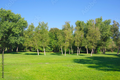 View of the green forest and a clearing with juicy bright grass.
