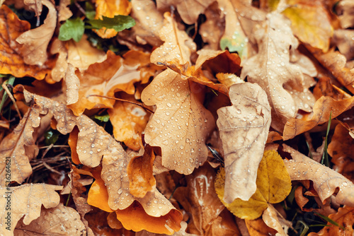 Wet autumn leaves on the ground