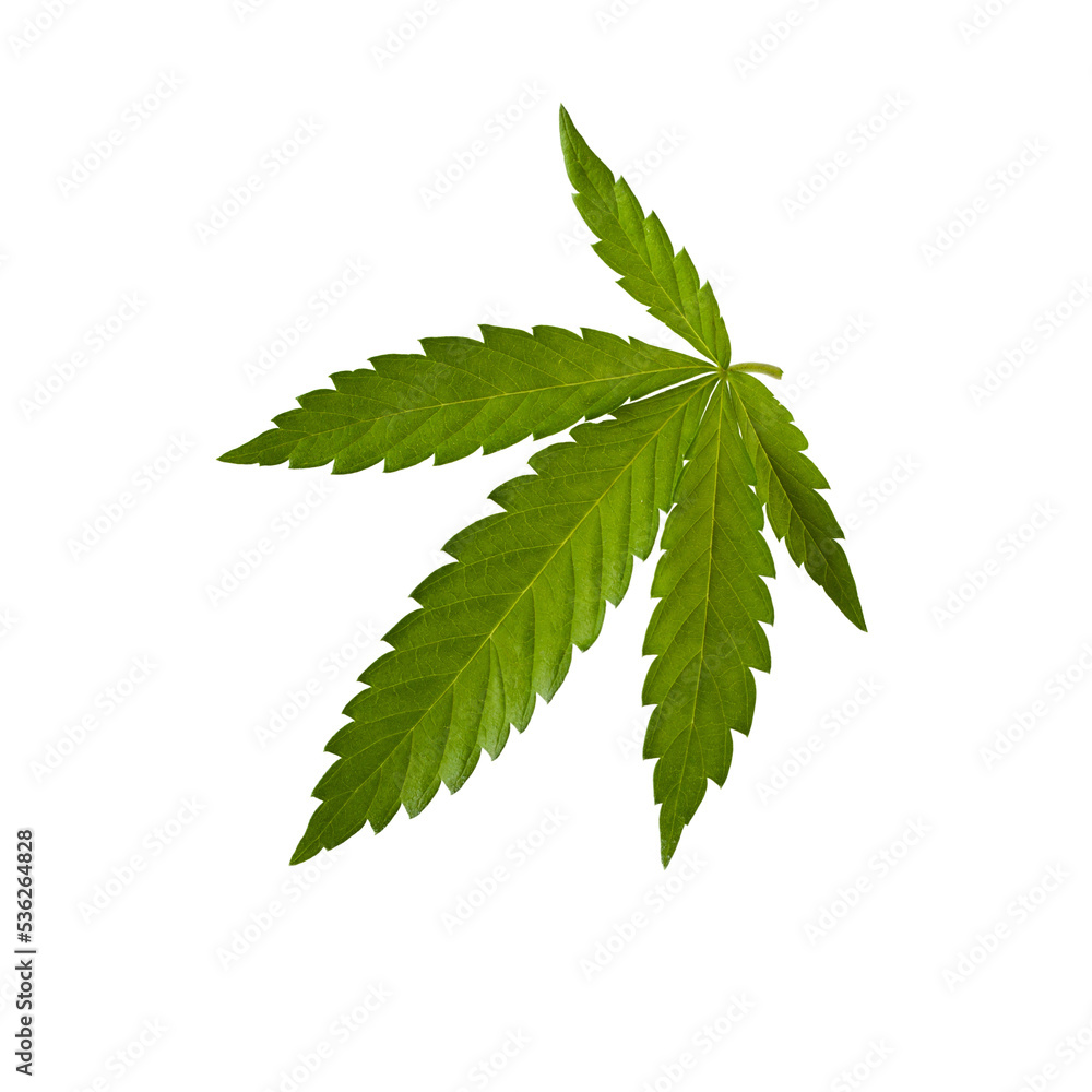 Leaf of hemp isolated on a white background Leaf of hemp isolated on a white background