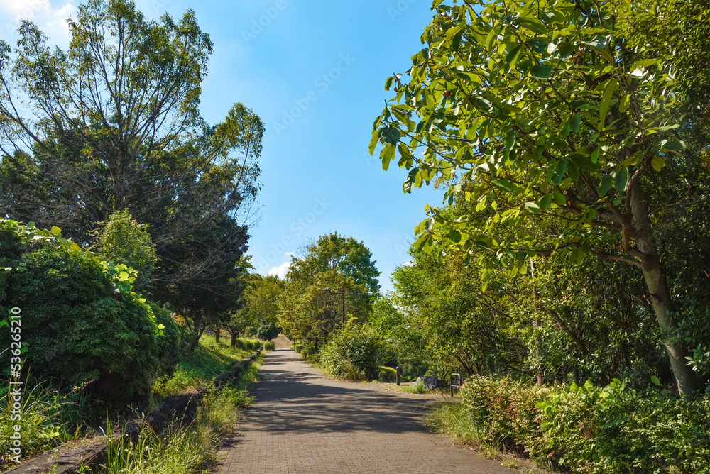 木々に囲まれた歩道	