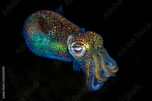 Berry's Bobtail Squid - Euprymna berryi hunting in the night. Amazing underwater world of Tulamben, Bali, Indonesia.