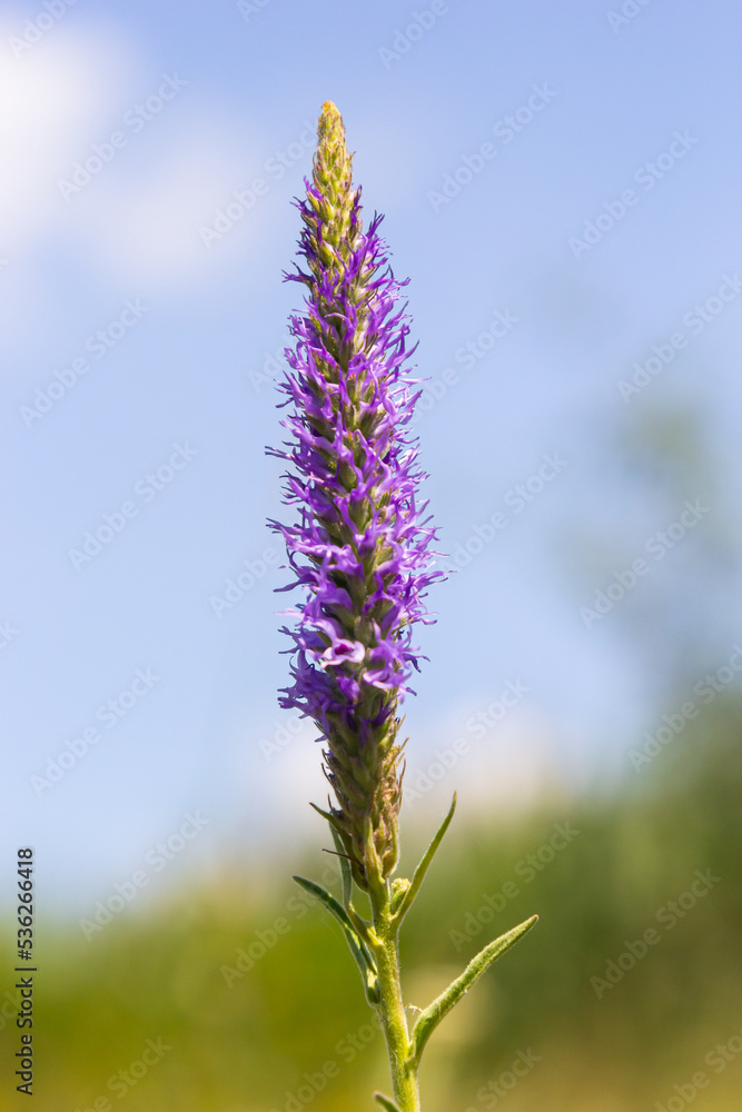 Flowers Veronica spiky is a perennial herbaceous plant, a species of the genus Veronica, the Plantain family Flowers Veronica spiky is a perennial herbaceous plant, a species of the genus Veronica, the Plantain family