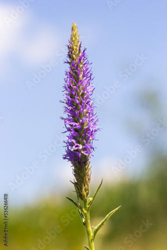 Flowers Veronica spiky is a perennial herbaceous plant  a species of the genus Veronica  the Plantain family