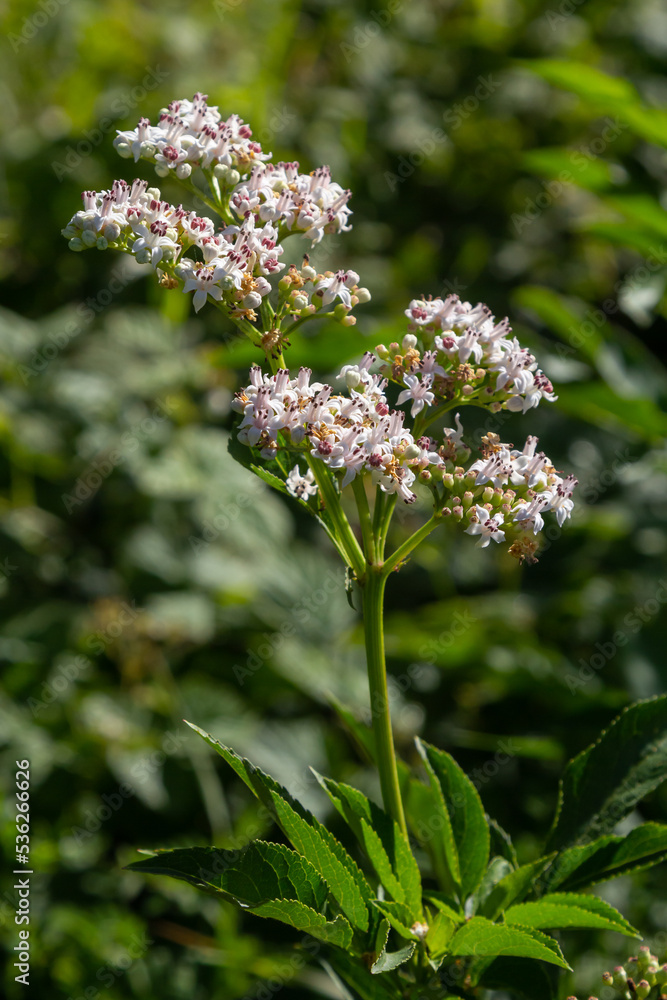 Black danewort Sambucus ebulus berries close-up. Blooming danewort, dwarf elderberry or elderwort, Sambucus ebulus Black danewort Sambucus ebulus berries close-up. Blooming danewort, dwarf elderberry or elderwort, Sambucus ebulus