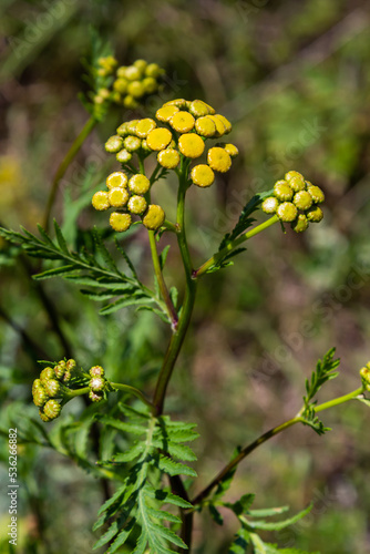 Tansy flowers Tanacetum vulgare Genus of perennial herbaceous plants and shrubs of the family Asteraceae