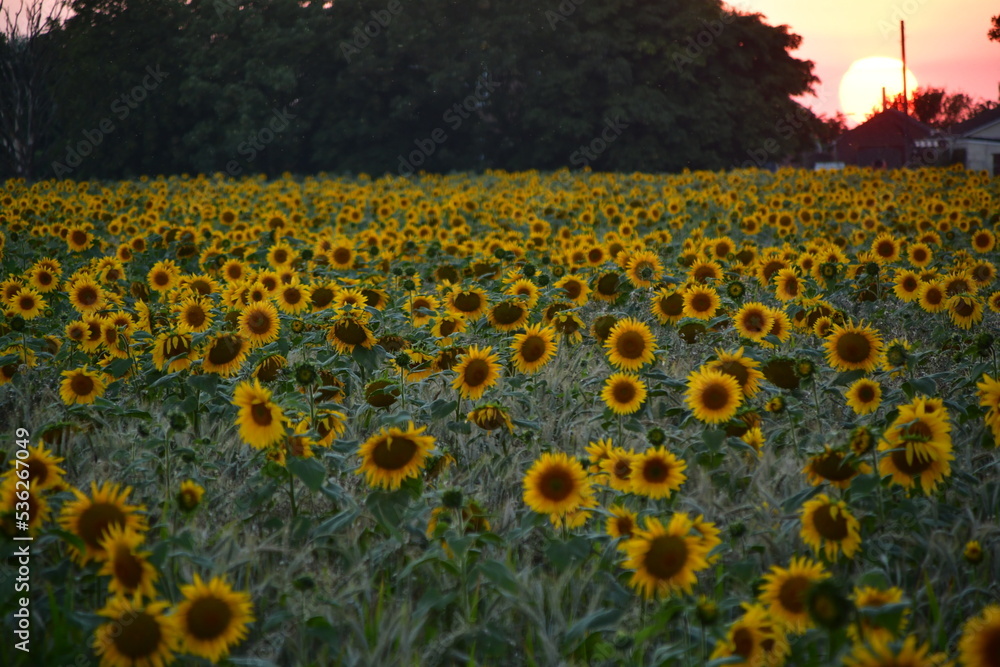 Obraz premium Summer sunflower field