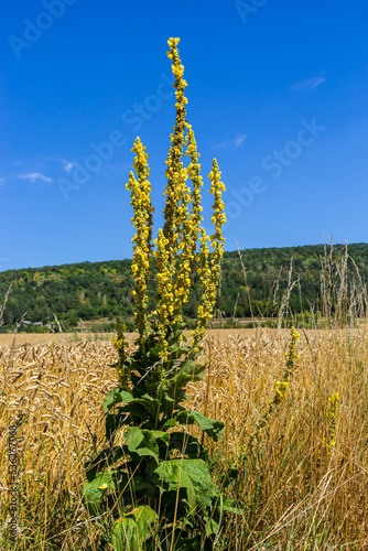 Verbascum speciosum yellow widflowers bees pollination. summer day photo