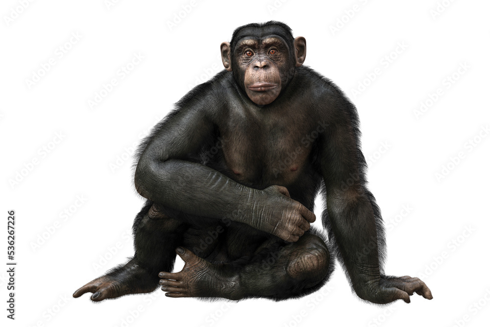Fototapeta premium Chimpanzee monkey, illustration