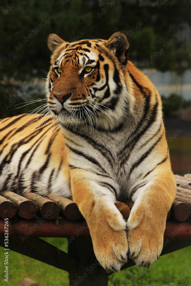 Obraz premium Tiger resting on a wooden platform in the zoo