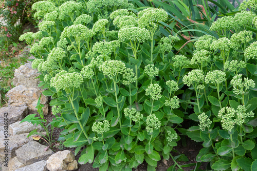 Orpine in early spring with green leaves only .Young shoots of orpine Sedum telephium. Beautiful green plants. Nature background photo