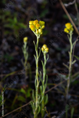 Yellow Mediterranean flowers on the background of the sea with a shallow depth of field. Helichrysum italicum