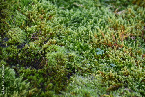 Moss patch