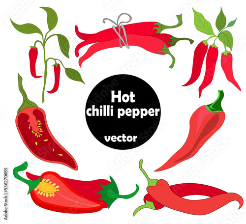 set of hot, burning chili peppers - whole pod on branch, ripe vegetable, cut in half with seeds, bunch of pepper tied with  rope. Vector graphics. Eco-friendly, without nitrates.