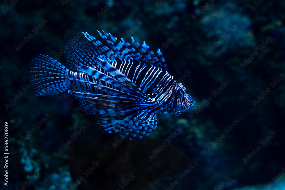 lionfish in aquarium lionfish in aquarium