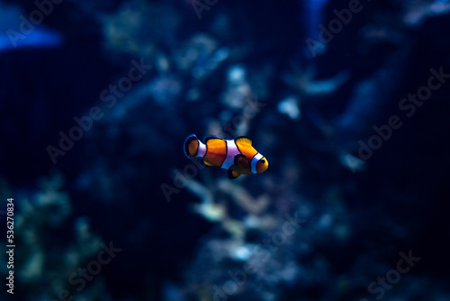 Fotobehang nemo fish in aquarium