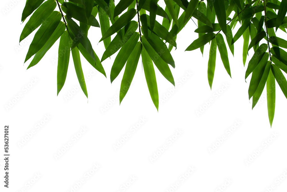 Bamboo leaves frame isolated on white background in forest. Light fresh jungle with growing, green bamboo leaves, zen bamboo. Single object with clipping path. Space for your text. Wide angle banner. Bamboo leaves frame isolated on white background in forest. Light fresh jungle with growing, green bamboo leaves, zen bamboo. Single object with clipping path. Space for your text. Wide angle banner.