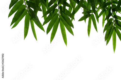 Bamboo leaves frame isolated on white background in forest. Light fresh jungle with growing, green bamboo leaves, zen bamboo. Single object with clipping path. Space for your text. Wide angle banner.