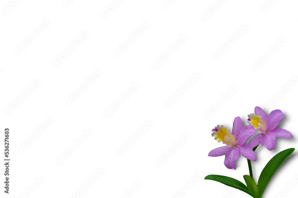 Isolated image of a beautiful Cattleya orchid in Thailand used as a background image - textured image on a white background. Isolated image of a beautiful Cattleya orchid in Thailand used as a background image - textured image on a white background.