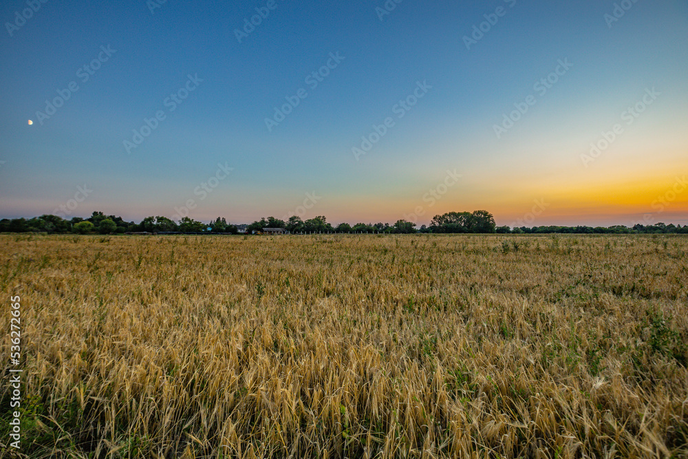 summer landscape in rural areas