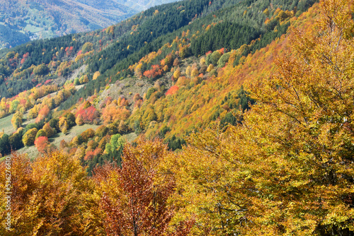 colors of the forest in autumn beech and fir trees in the modenese apennines frignano regional park photo